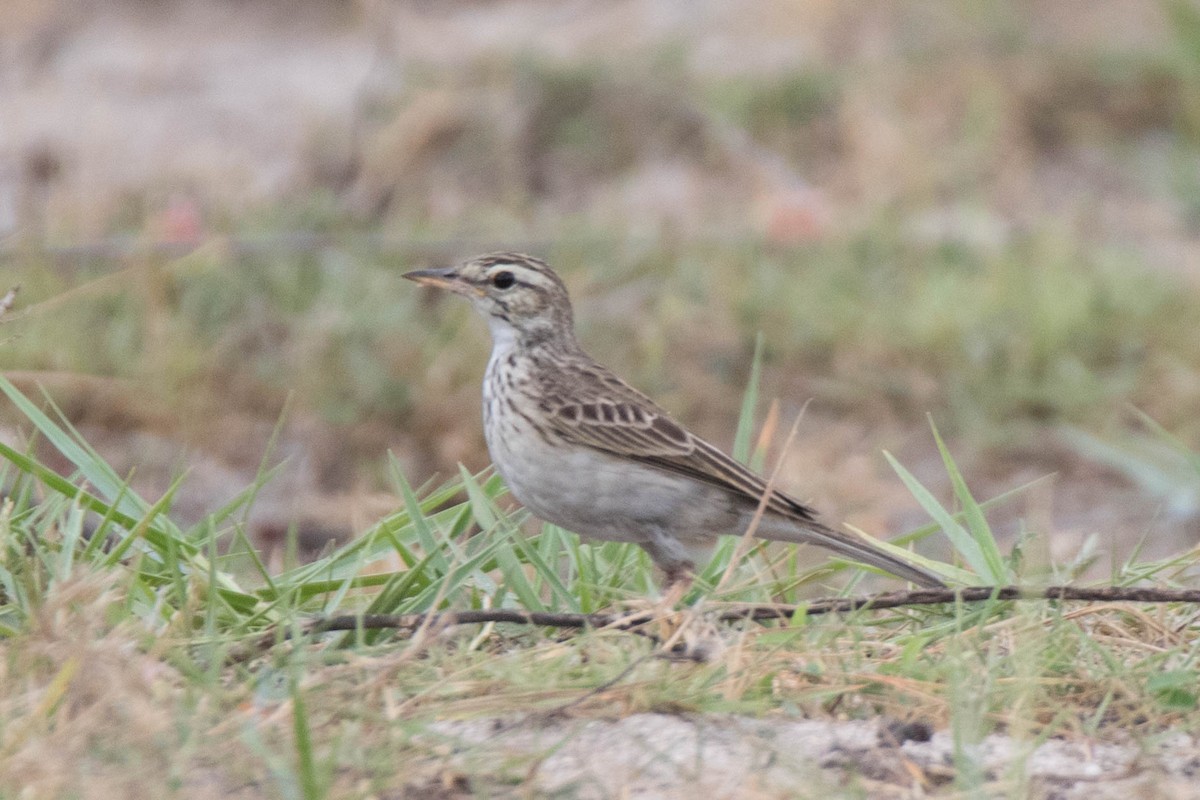 Paddyfield Pipit - Anonymous