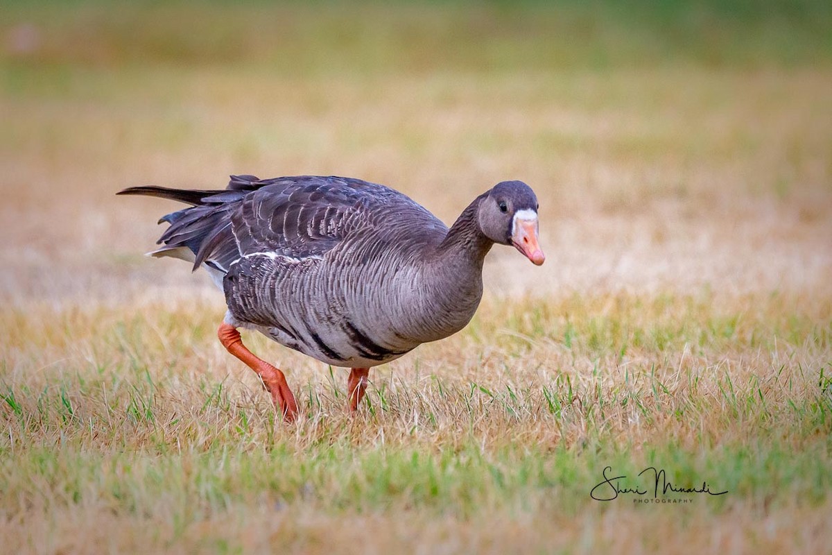 Greater White-fronted Goose - ML170317251