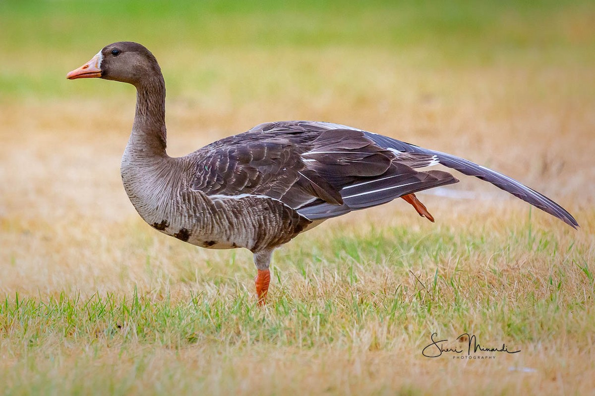 Greater White-fronted Goose - ML170317261