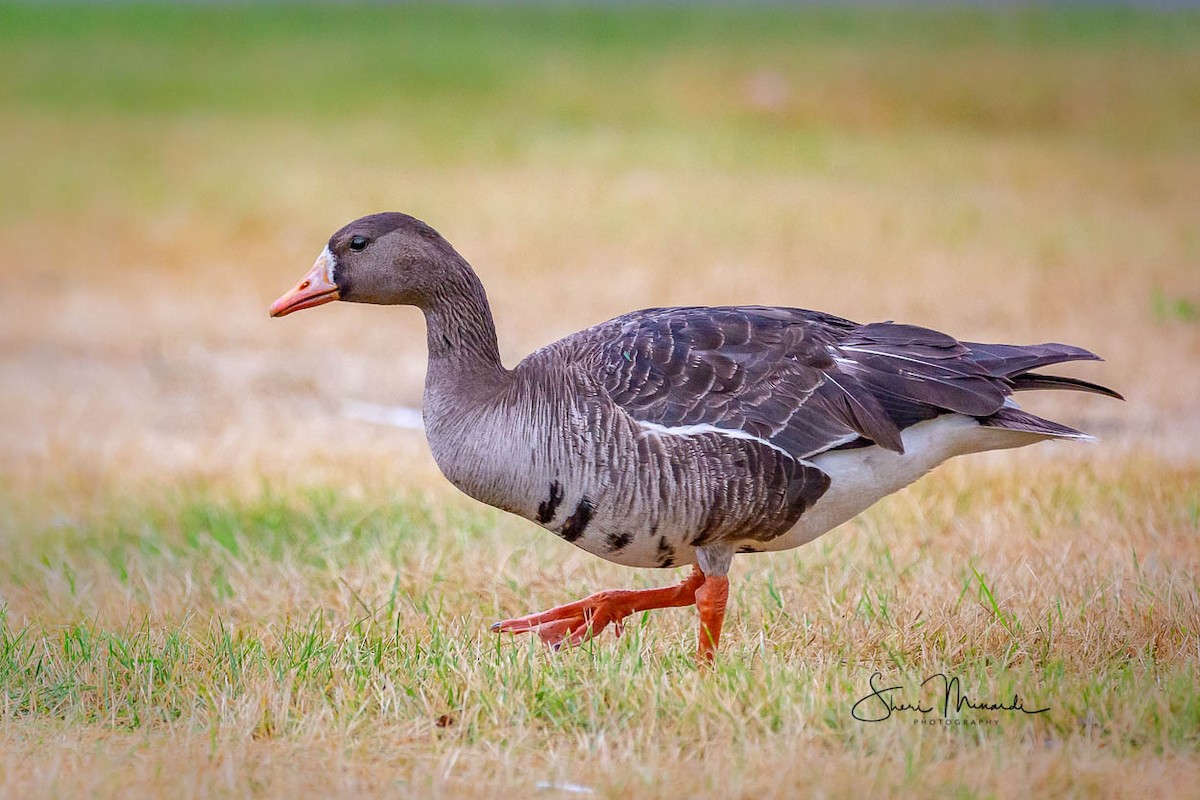 Greater White-fronted Goose - ML170317271