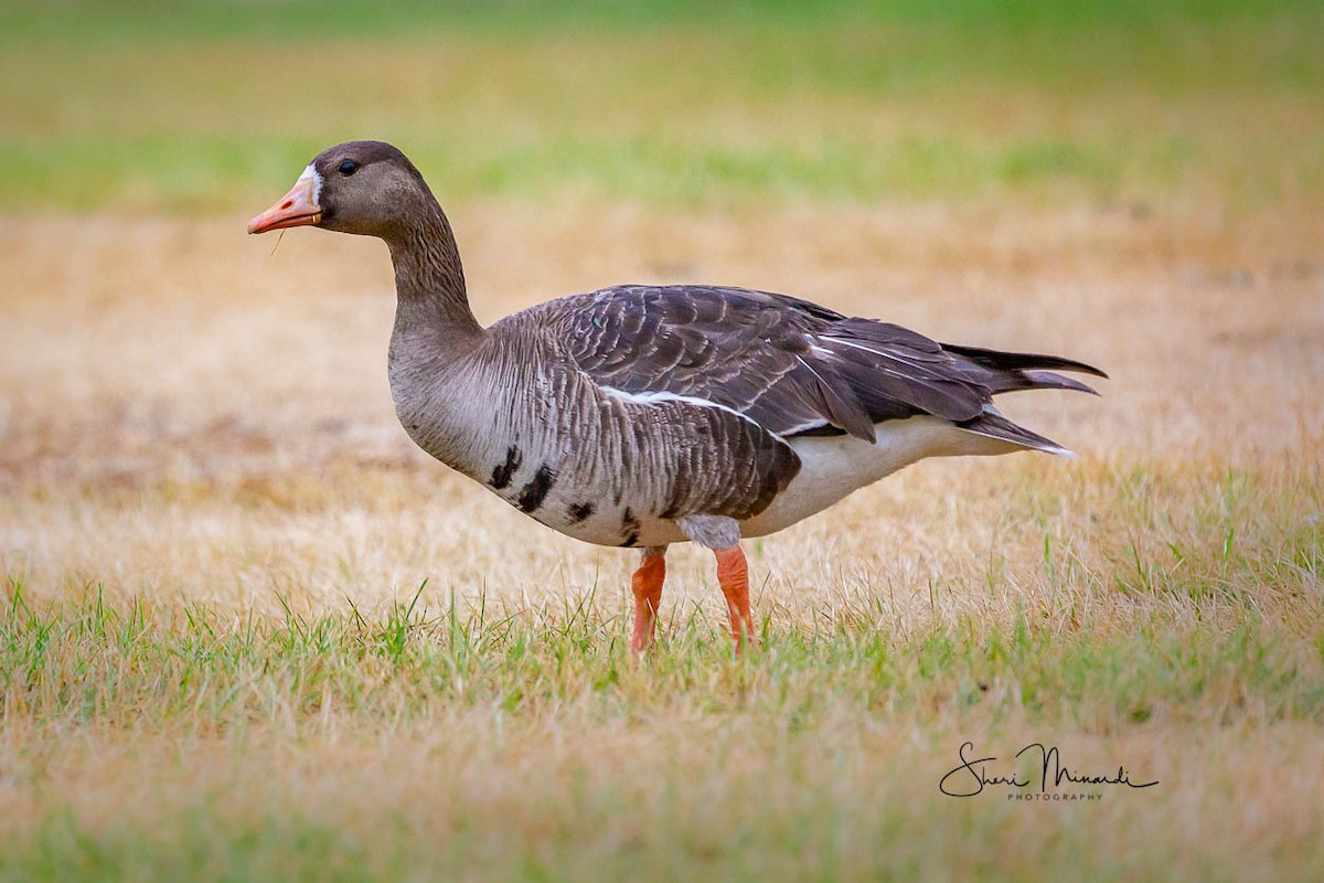 Greater White-fronted Goose - ML170317291