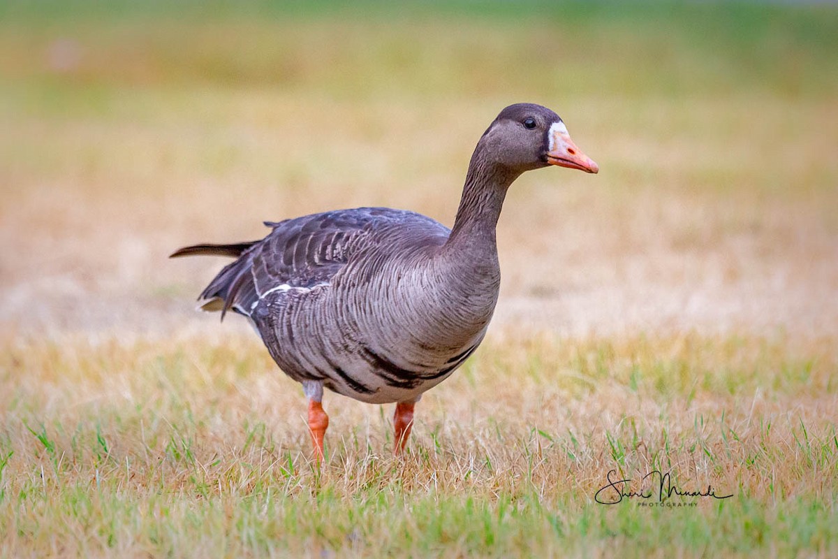 Greater White-fronted Goose - ML170317311