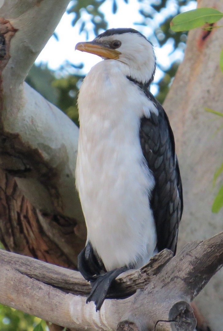 Little Pied Cormorant - George and Teresa Baker