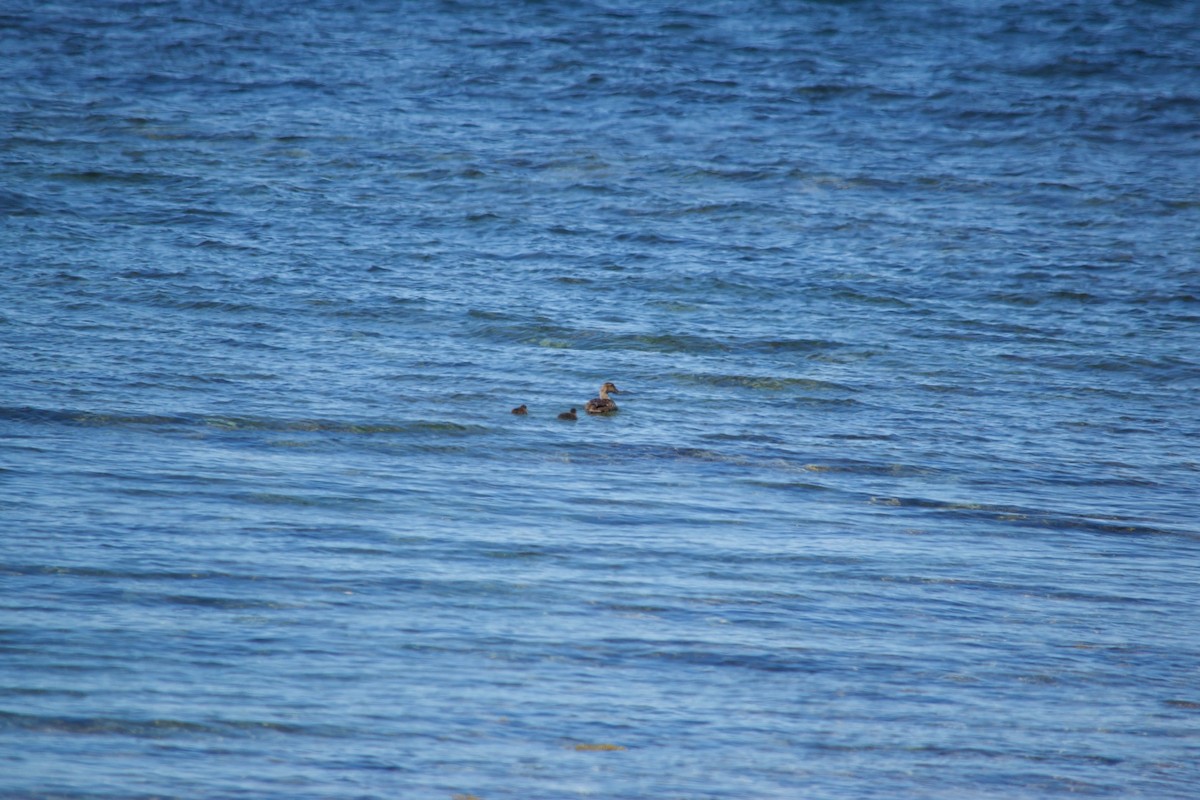 Common Eider - Michael Niven