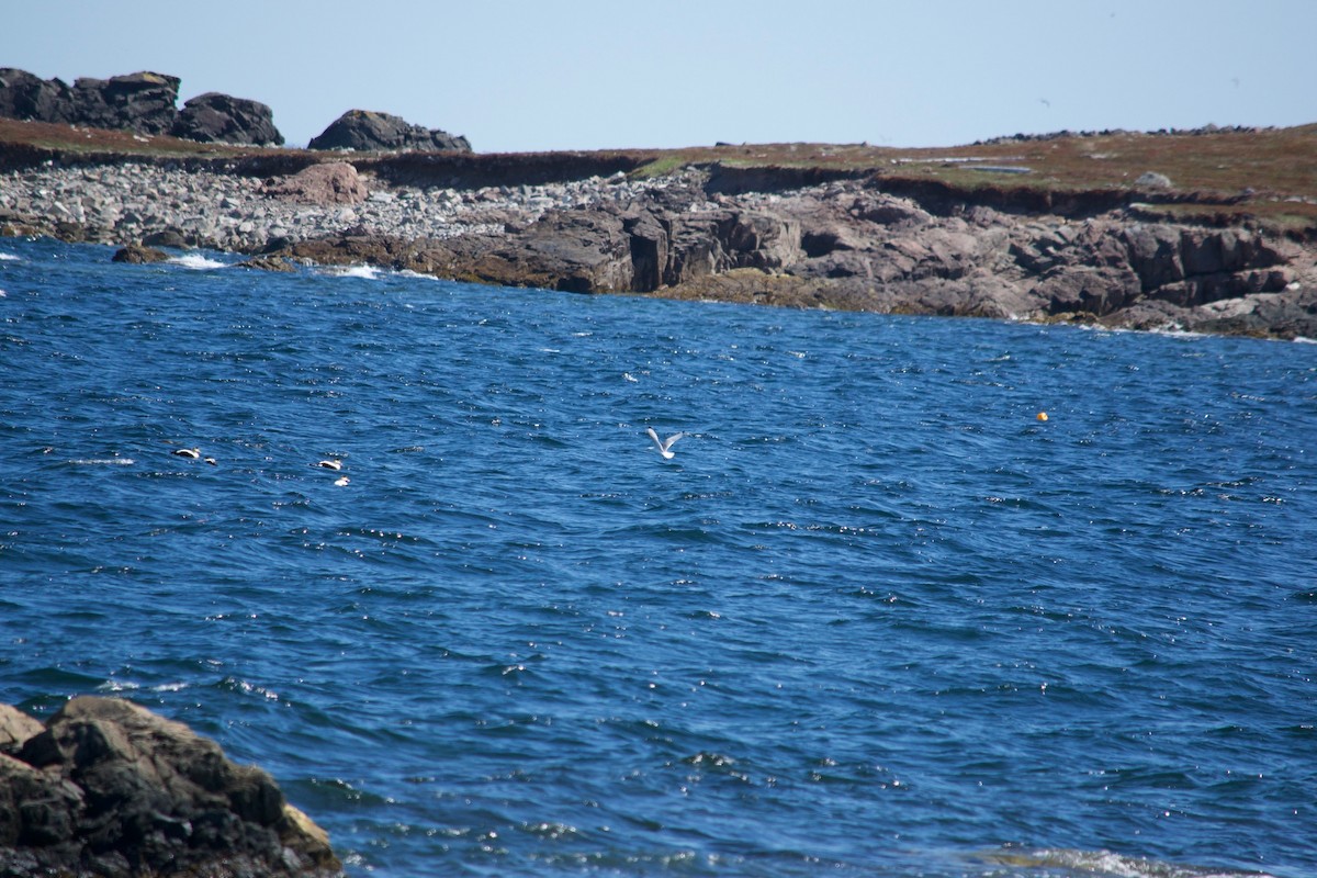 Common Eider - Michael Niven