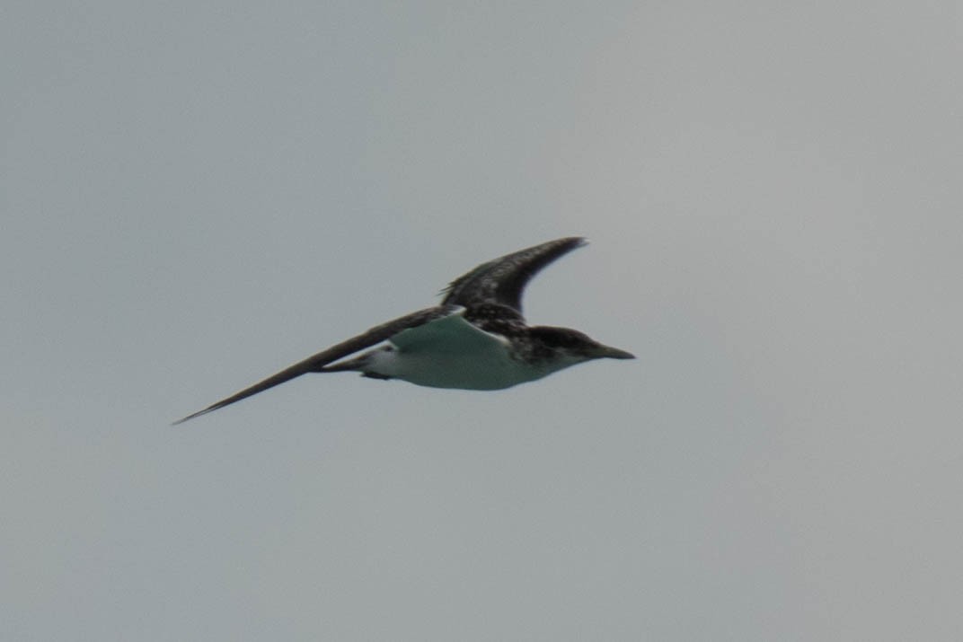 Great Crested Tern - Anonymous