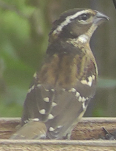 Rose-breasted Grosbeak - ML170322971