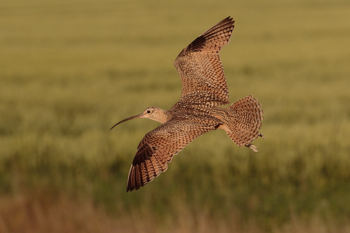 Long-billed Curlew - Bob Bowhay