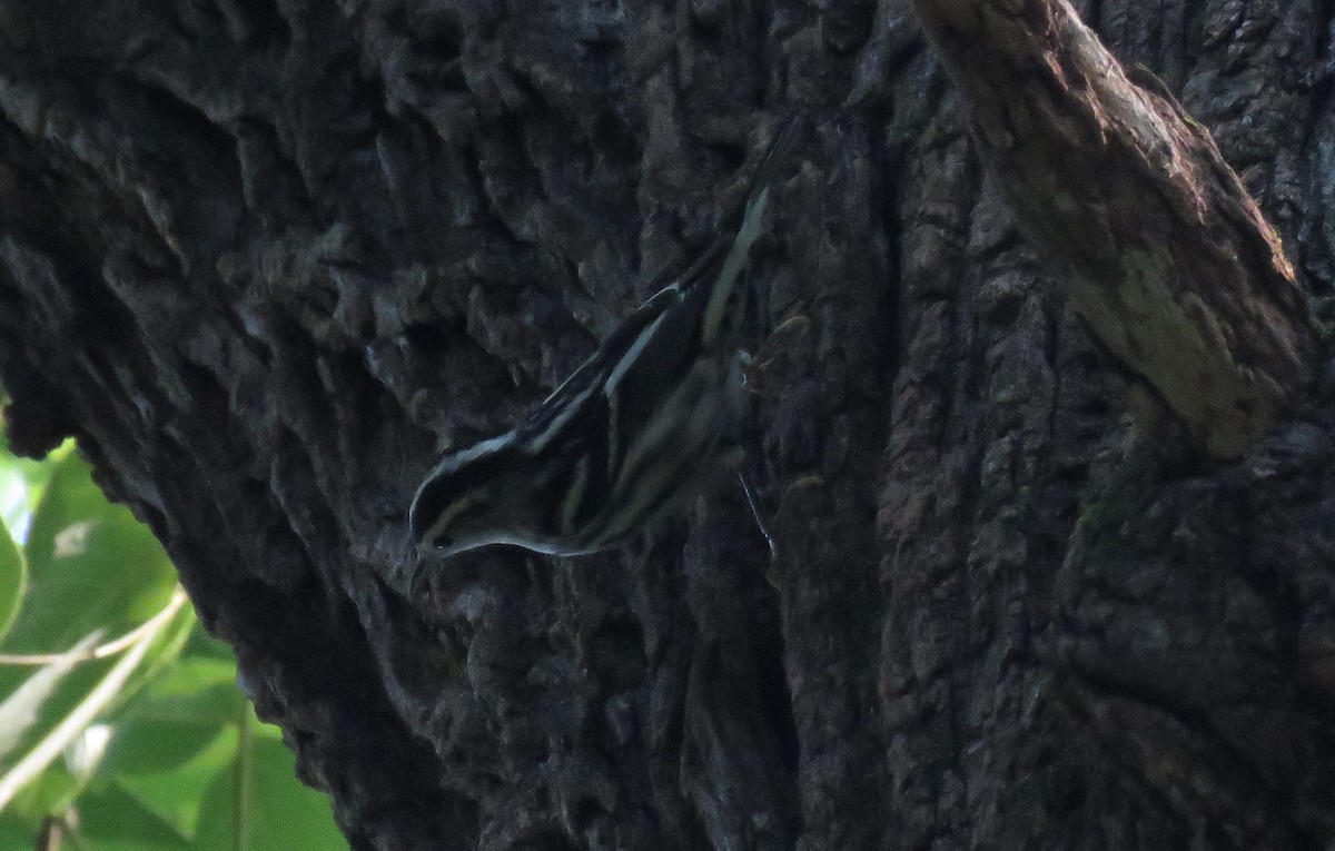 Black-and-white Warbler - ML170325291
