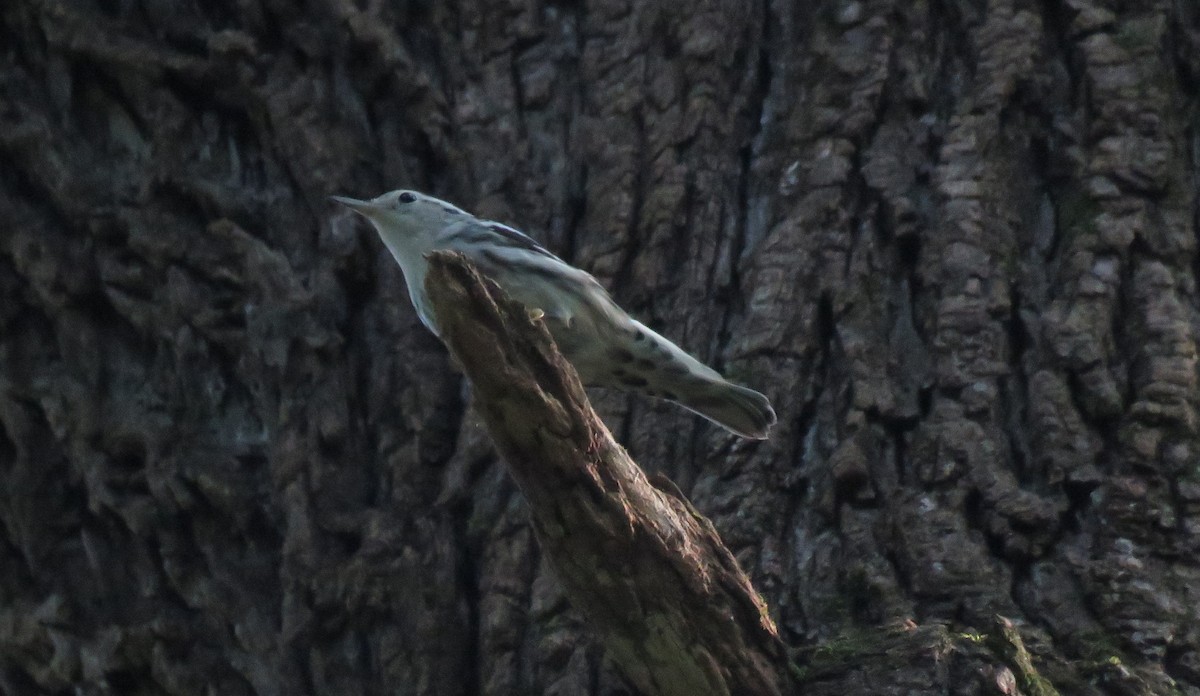 Black-and-white Warbler - ML170325311