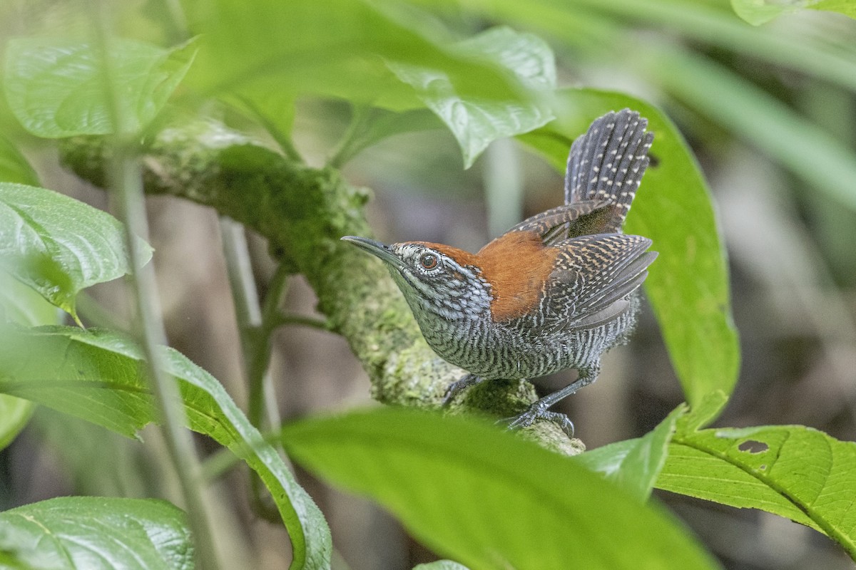 Riverside Wren - ML170326541