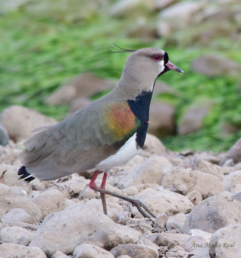 Southern Lapwing - ML170329441