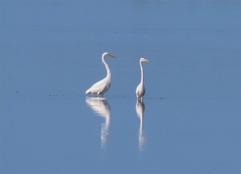 Great Egret - ML170329571