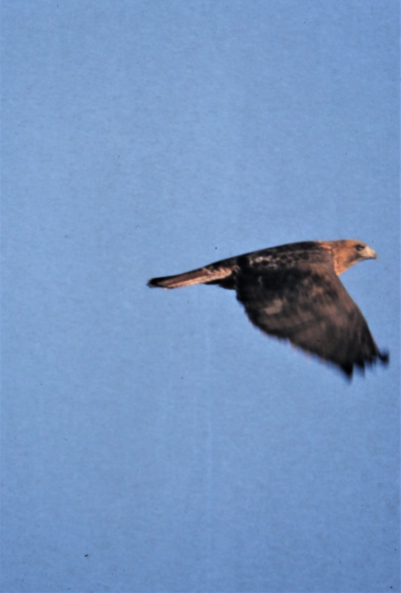 Red-tailed Hawk (calurus/alascensis) - ML170329611