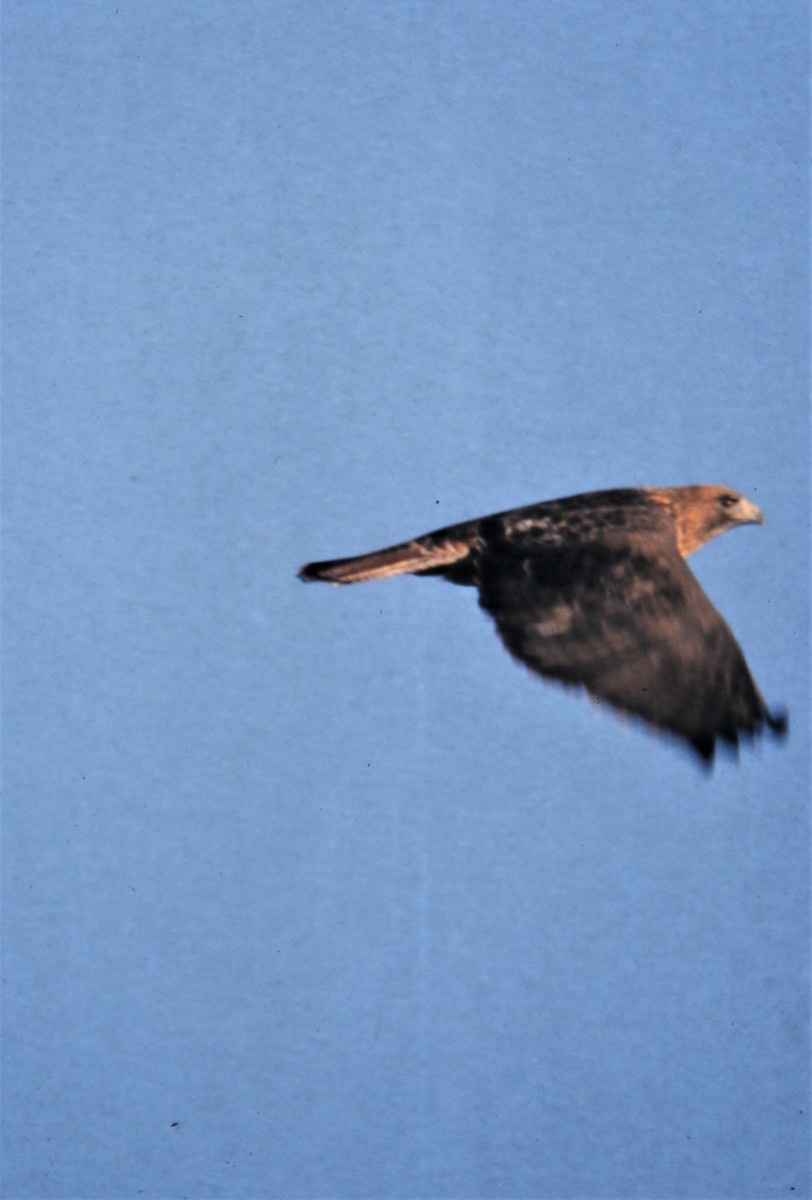 Rotschwanzbussard (calurus/alascensis) - ML170329611