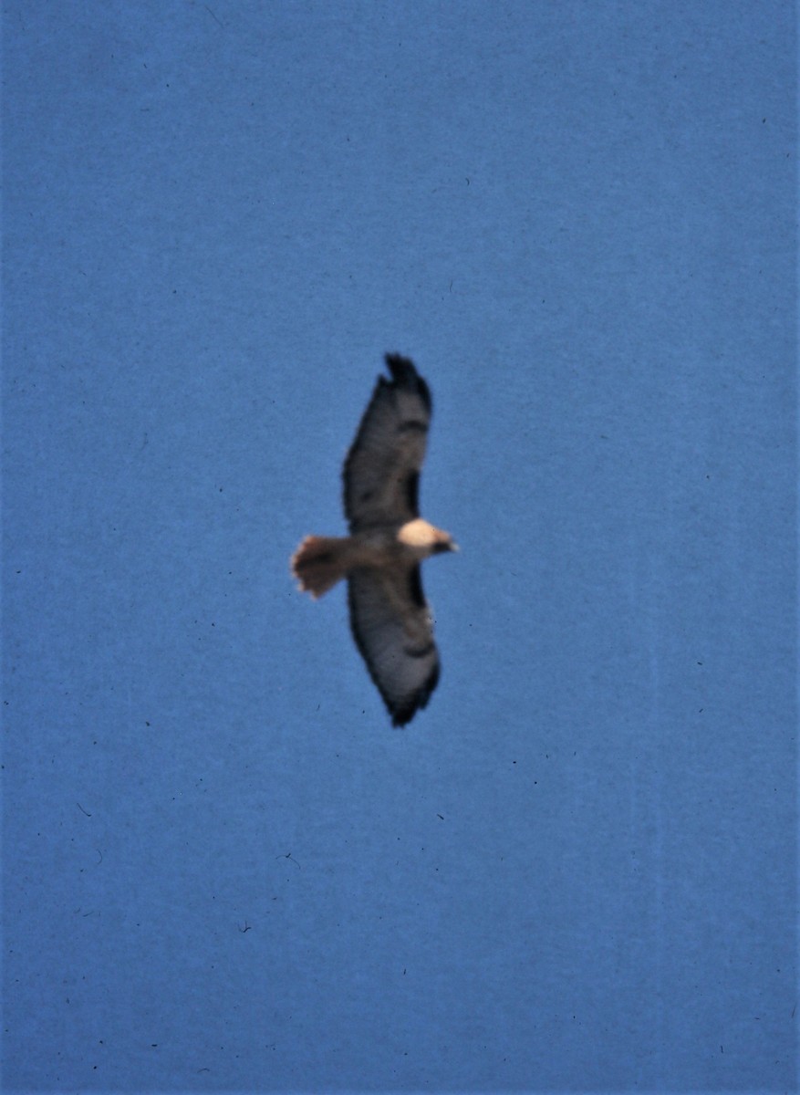 Rotschwanzbussard (calurus/alascensis) - ML170329631