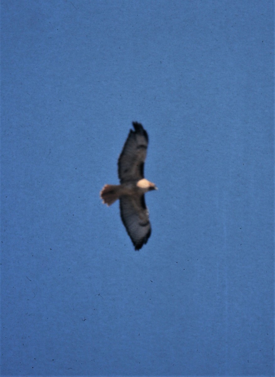 Red-tailed Hawk (calurus/alascensis) - ML170329631