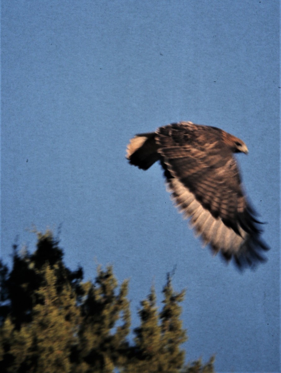 Rotschwanzbussard (calurus/alascensis) - ML170329641