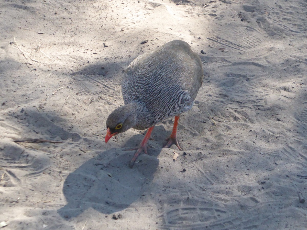 Red-billed Spurfowl - ML170331421