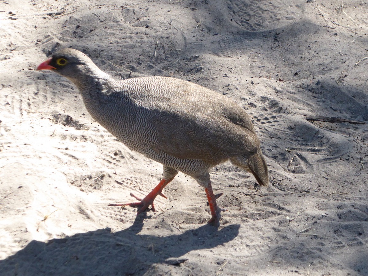 Red-billed Spurfowl - ML170331581