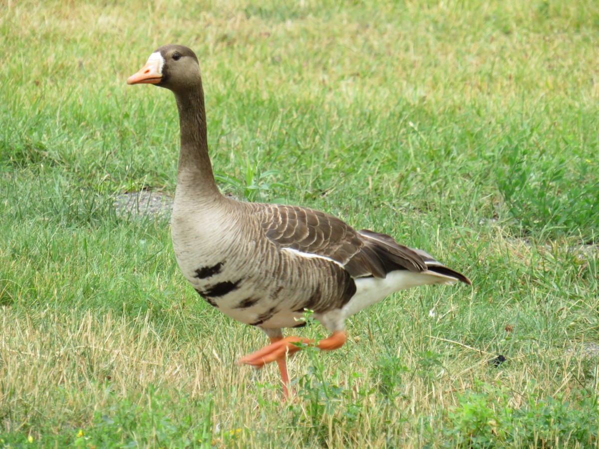 Greater White-fronted Goose - ML170333351