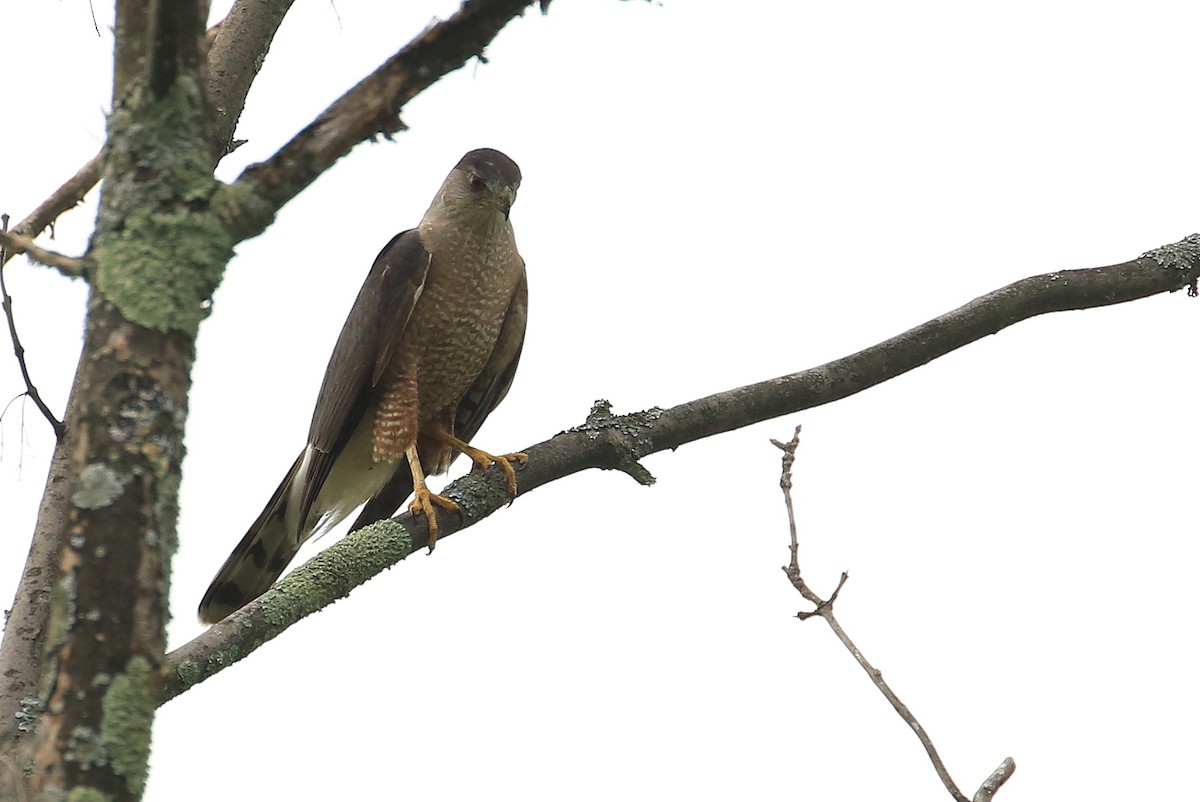 Cooper's Hawk - ML170333661