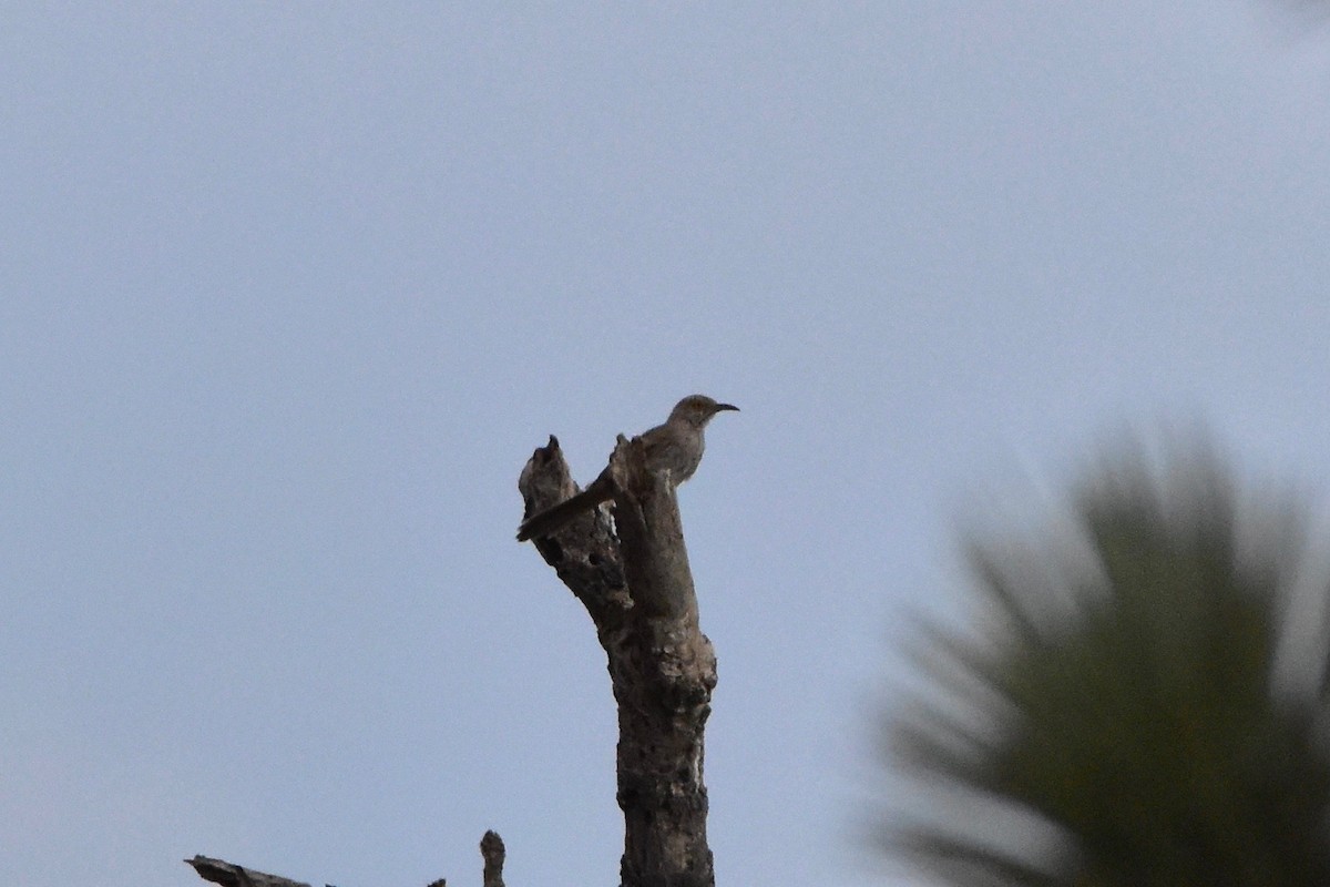 Bendire's Thrasher - ML170336561