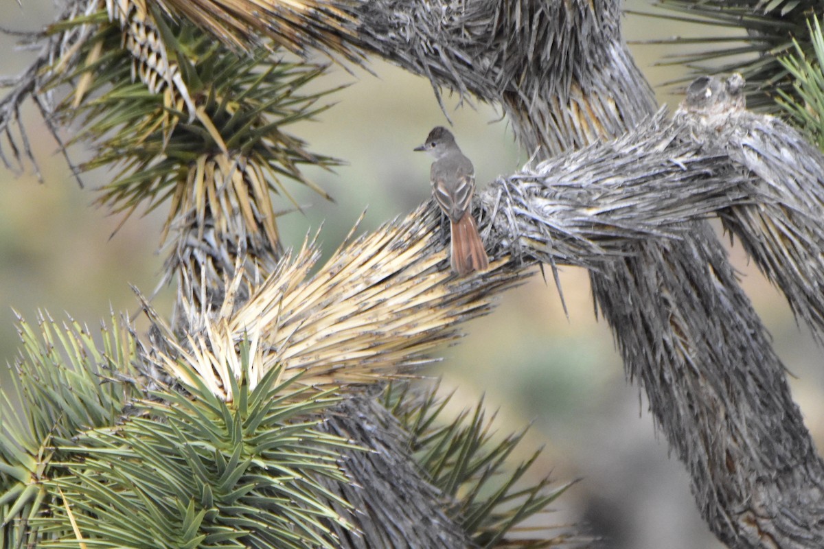 Ash-throated Flycatcher - ML170337031