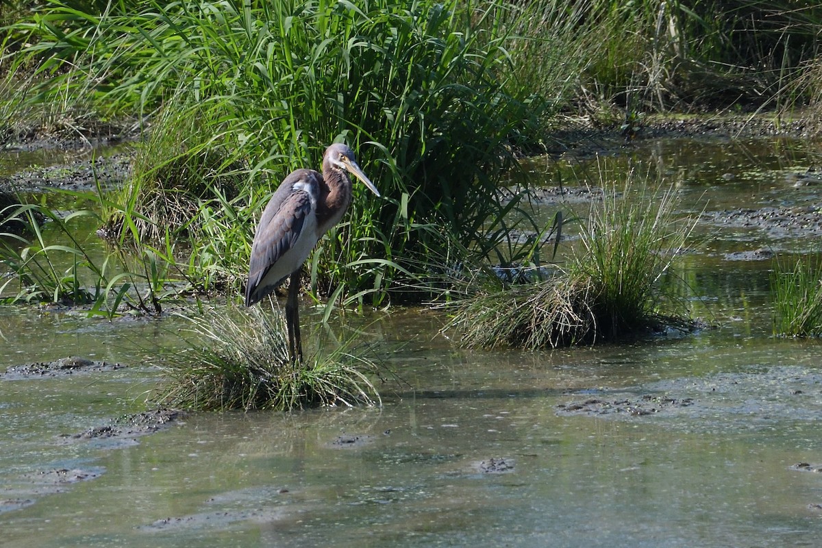 Tricolored Heron - Barry Blust