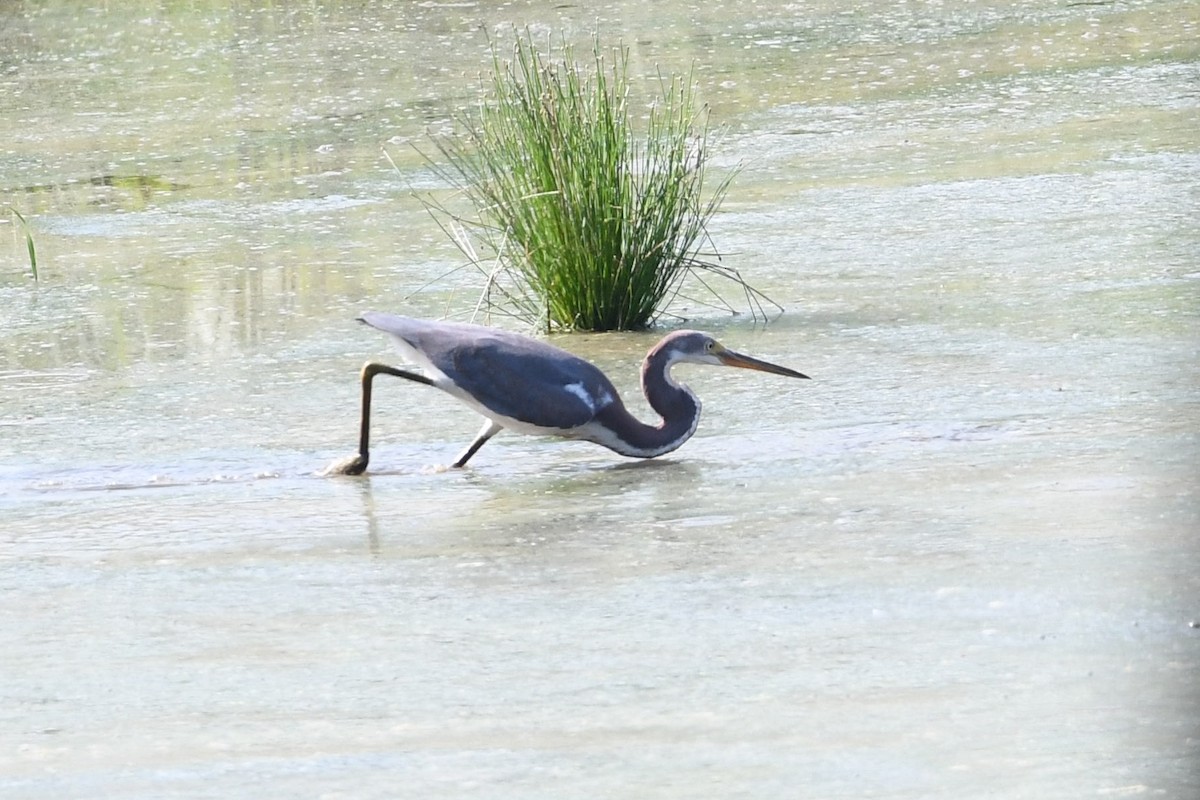 Tricolored Heron - Barry Blust
