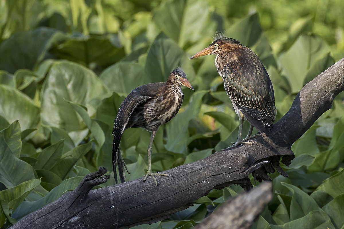 Green Heron - ML170338031