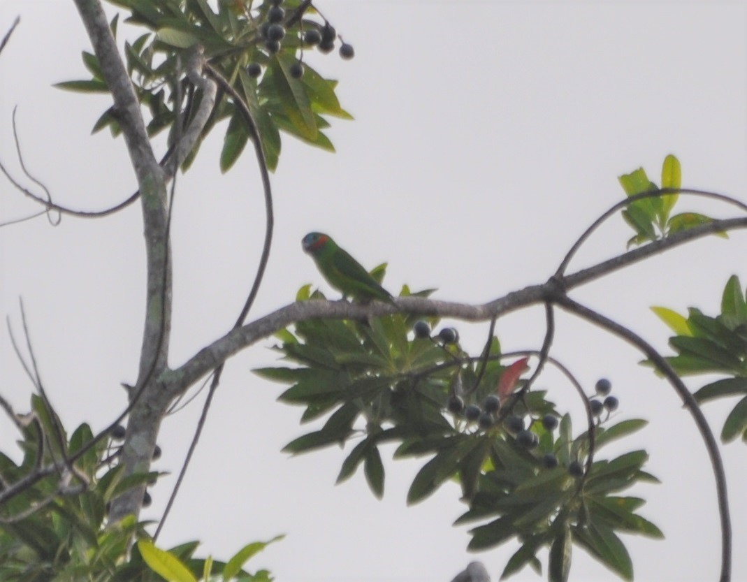 Double-eyed Fig-Parrot - ML170338051