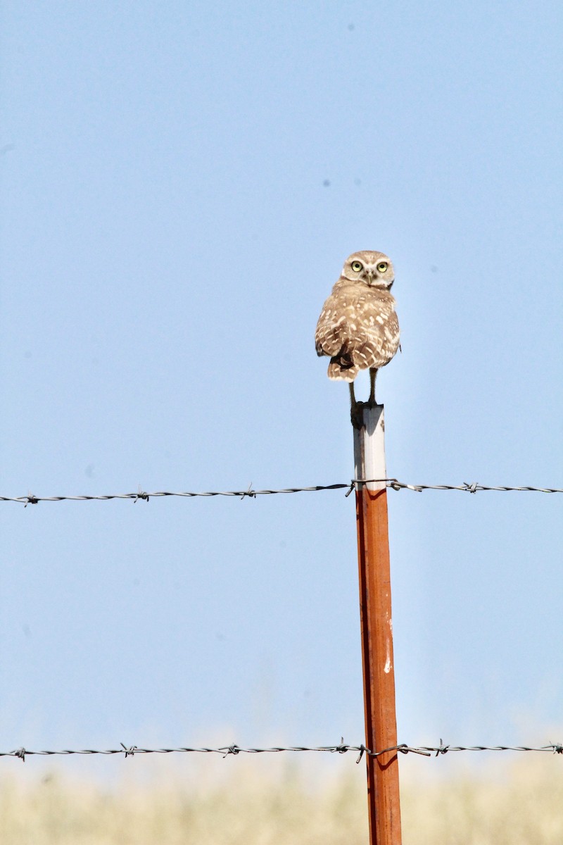 Burrowing Owl - ML170339951