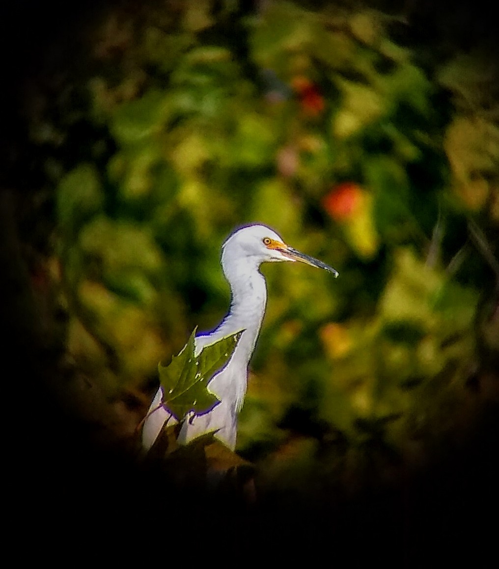 Snowy Egret - ML170340181