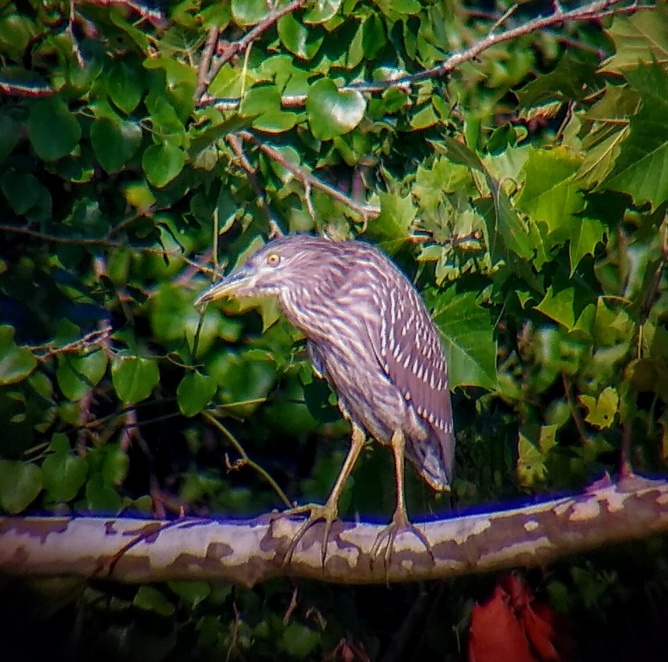 Black-crowned Night Heron - ML170340401