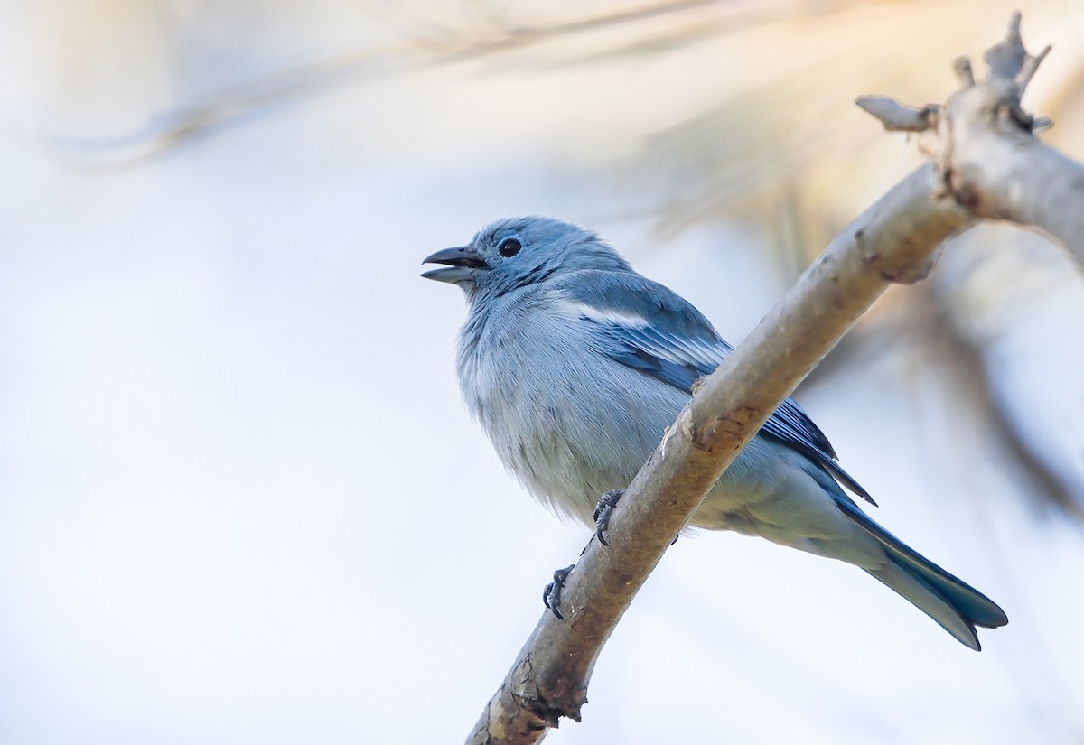 Blue-gray Tanager (White-edged) - ML170340711