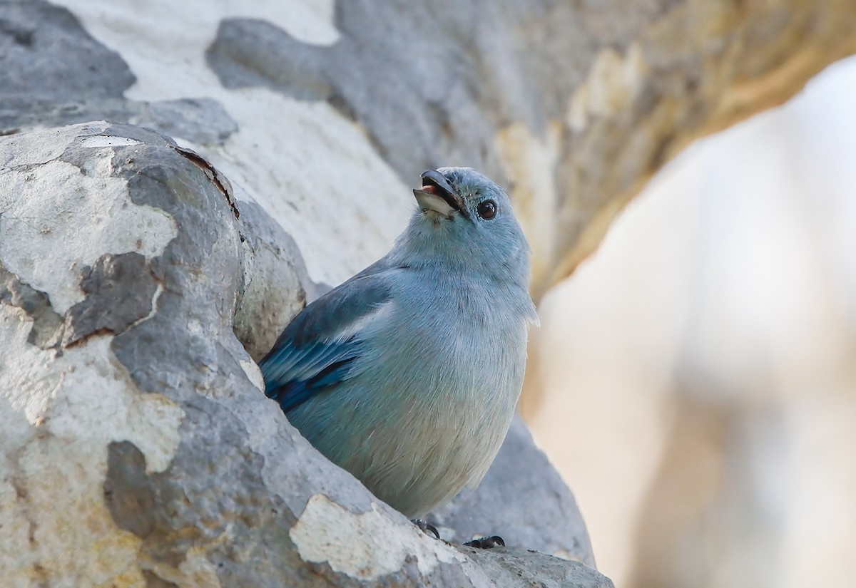 Blue-gray Tanager (White-edged) - ML170340731