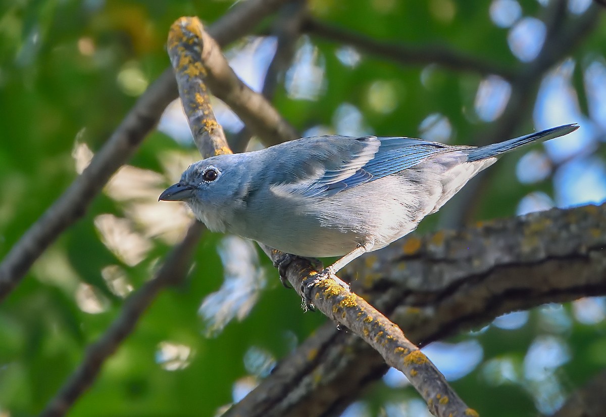 Blue-gray Tanager (White-edged) - ML170340741