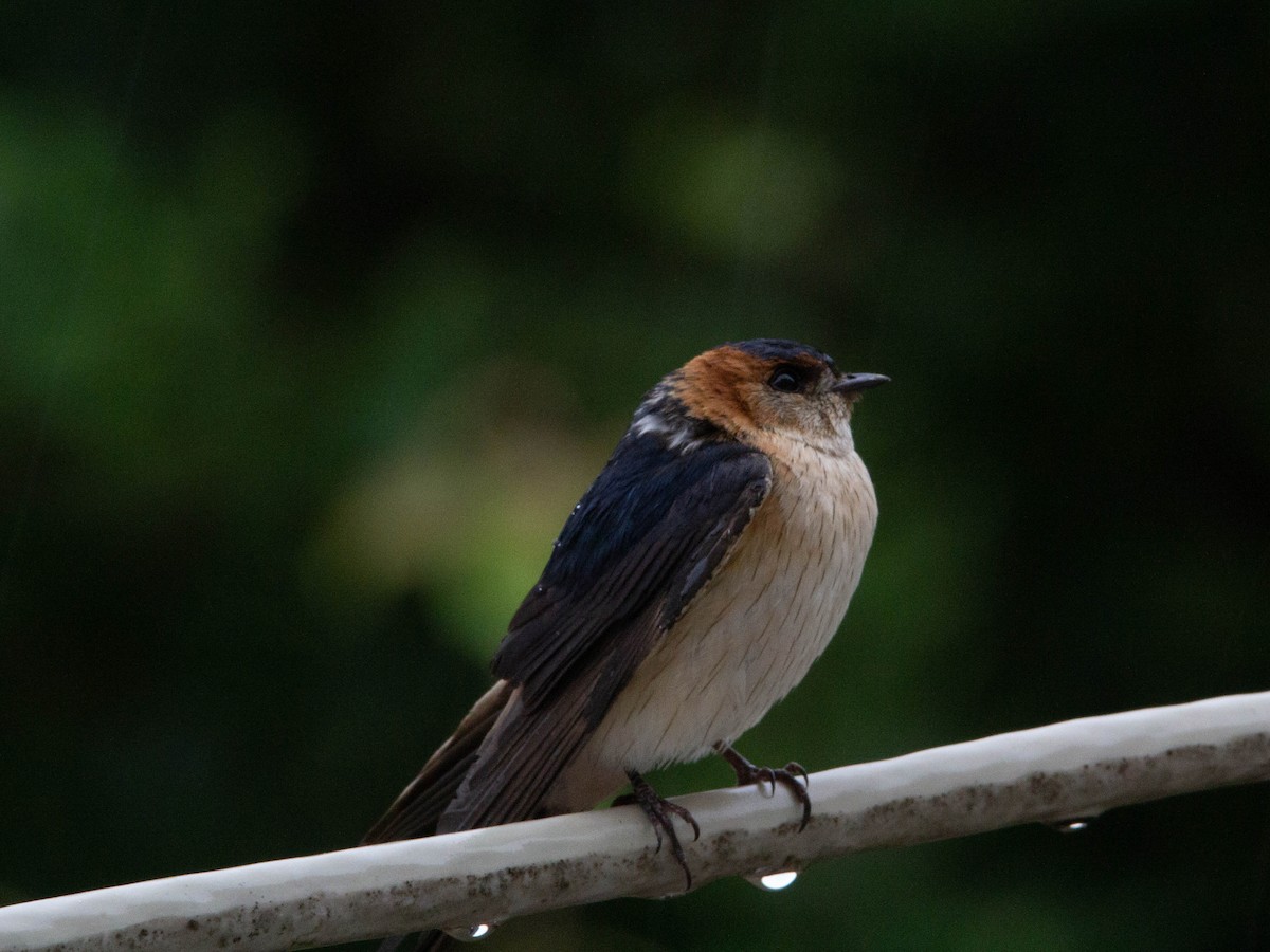 Red-rumped Swallow - Joakim Setterlund