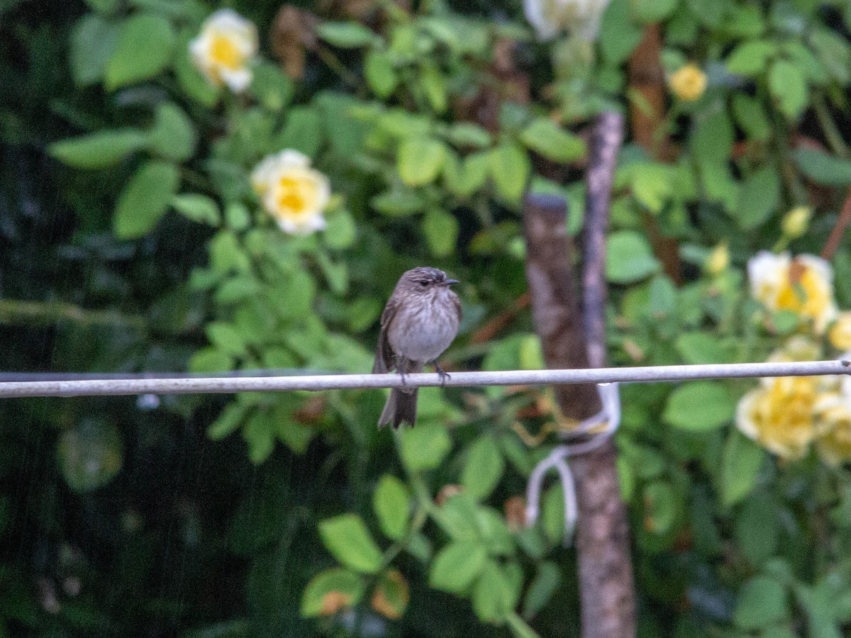 Spotted Flycatcher - ML170341721