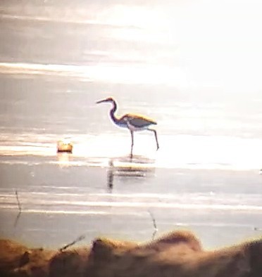 Tricolored Heron - ML170342101