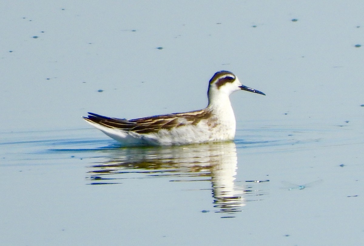 svømmesnipe - ML170342611