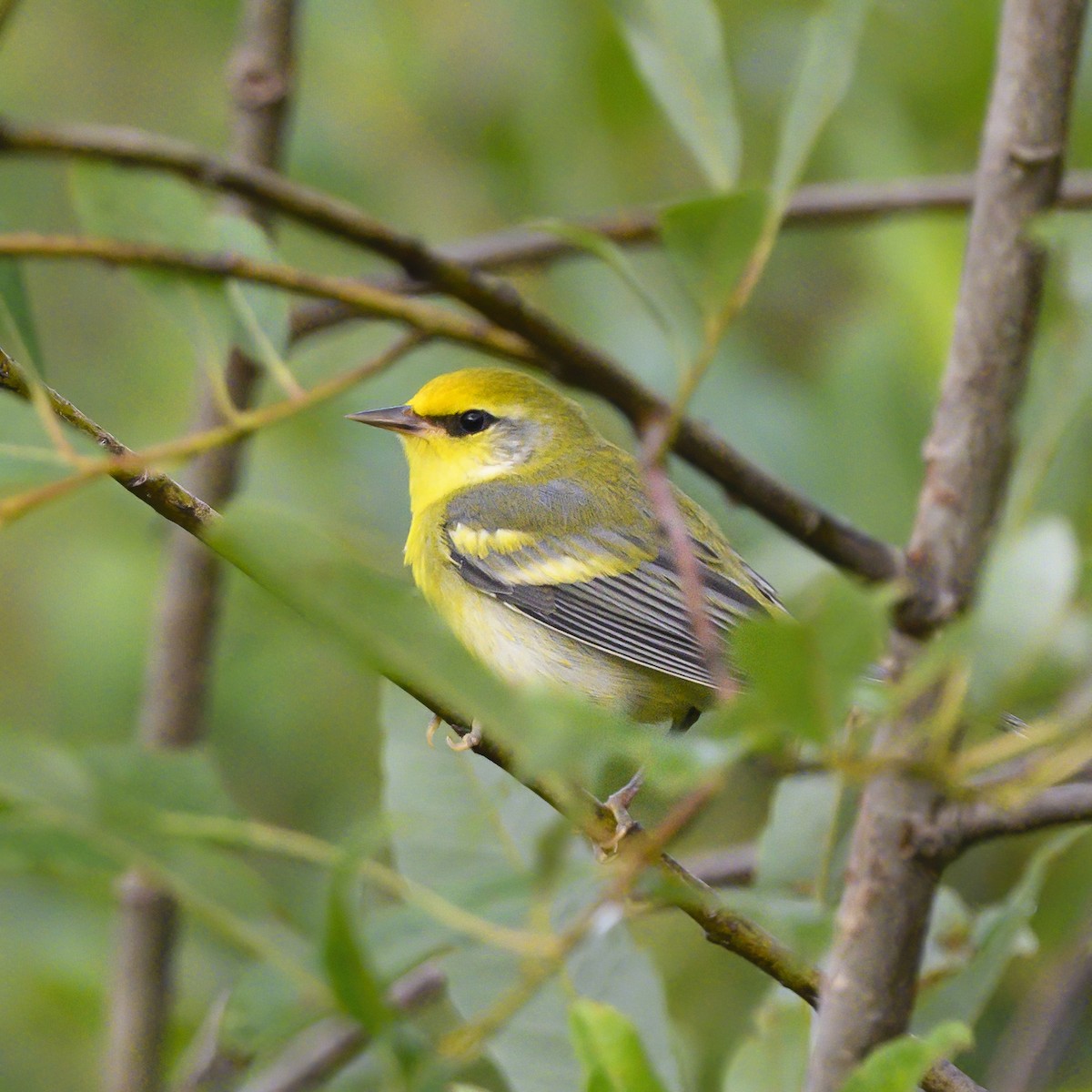 Golden-winged x Blue-winged Warbler (hybrid) - Peter Hawrylyshyn