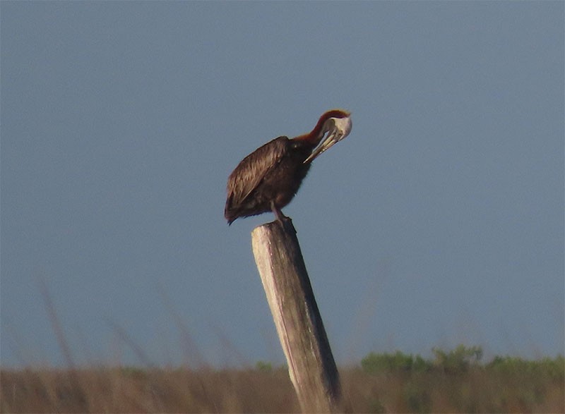 Pélican brun (carolinensis) - ML170344291