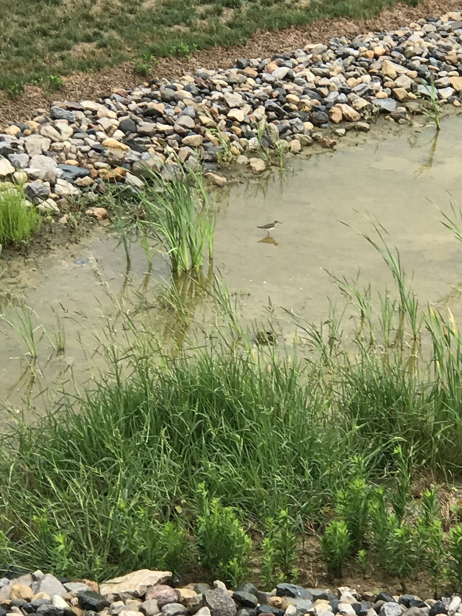 Spotted Sandpiper - ML170345681