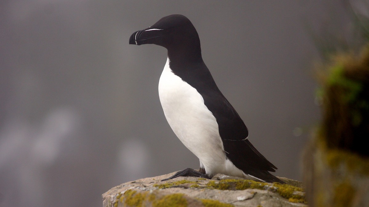 Razorbill - Nate Swick