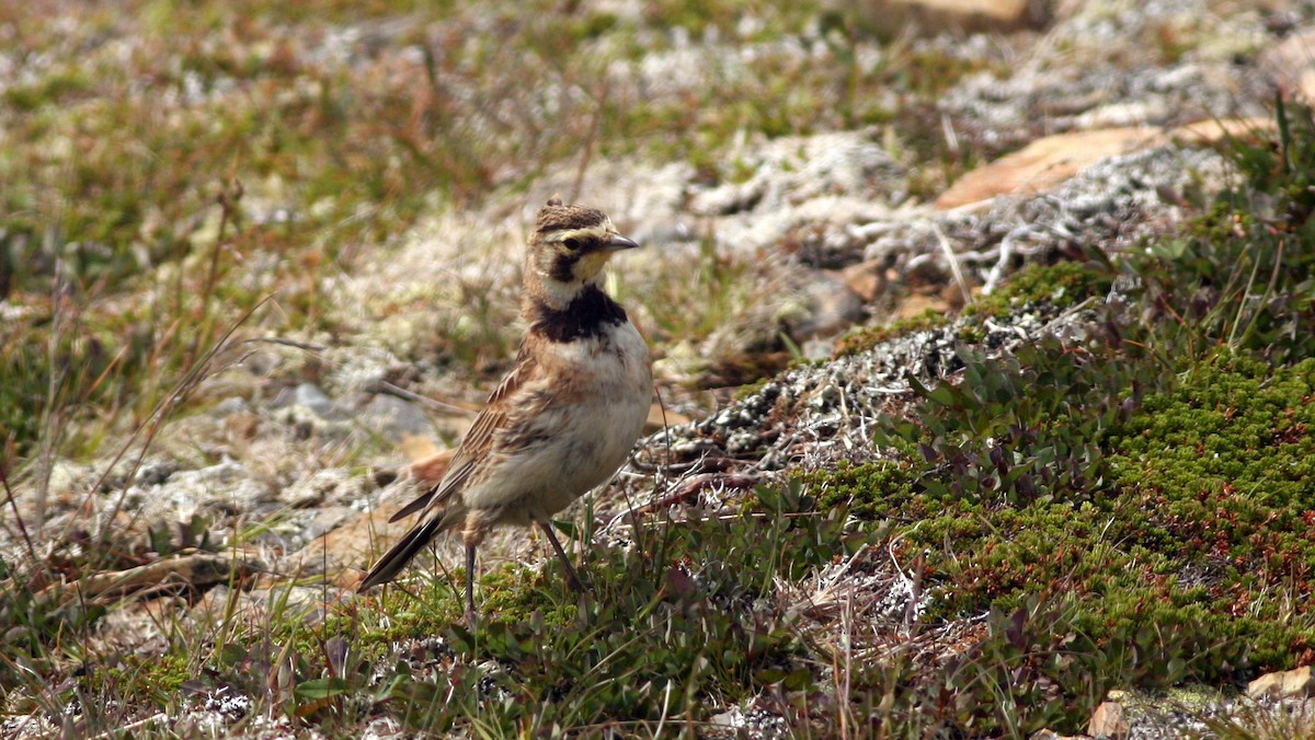 Horned Lark - Nate Swick