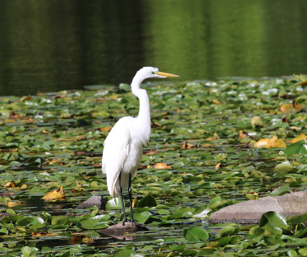 Grande Aigrette - ML170346951