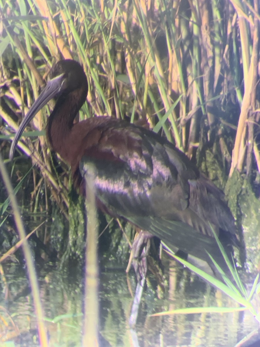 ibis hnědý x americký (hybrid) - ML170347571