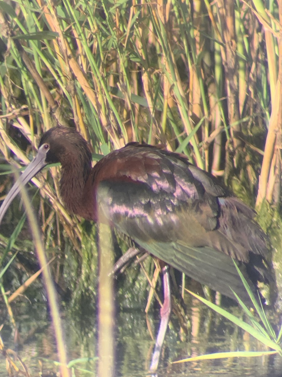 ibis hnědý x americký (hybrid) - ML170347711